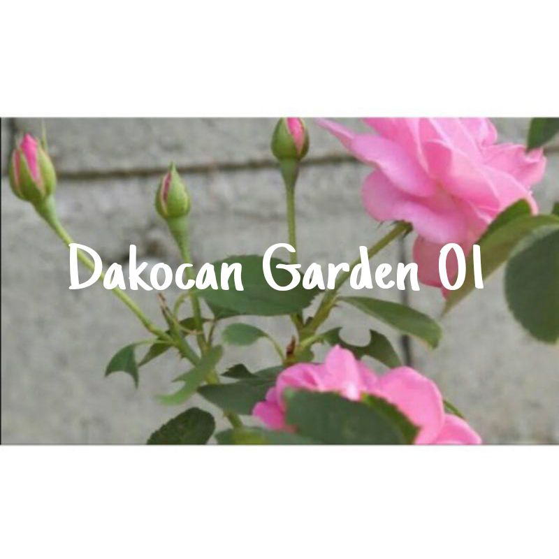 Bibit Stek Bunga Mawar Pink