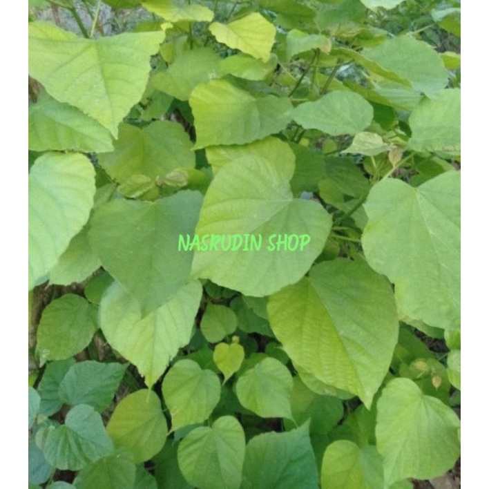 

DAUN PALIASA SEGAR 1KG / DAUN KATIMAHA LANGSUNG PETIK / KLEINHOVIA HOSPITA / TIMAHA / KATIMAHAR / KINAR / TANGKELE / MANGGAR / OBAT HERBAL / UPDATE HARGA TERBARU