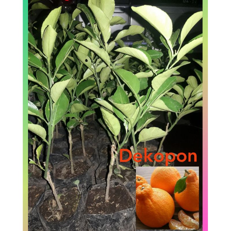 BIBIT JERUK DEKOPON okulasi