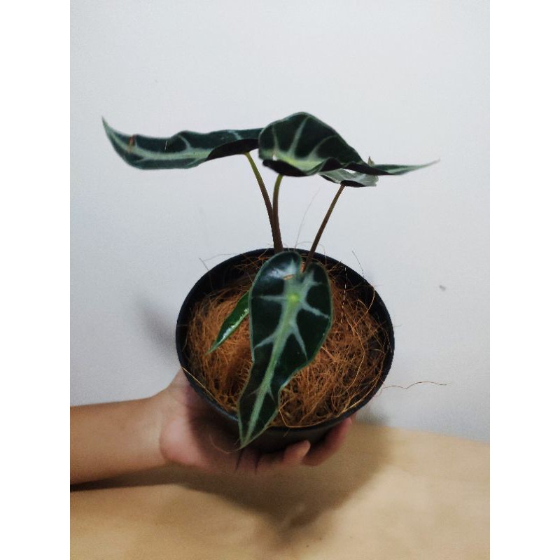 Alocasia Bambino / Bambino
