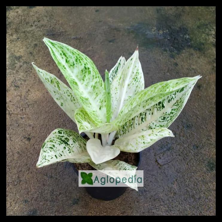 Aglonema Legacy Putih - Aglopedia