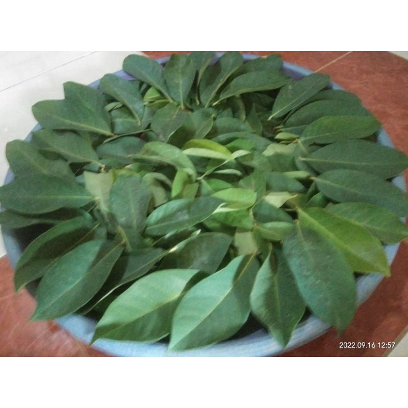 

Daun Salam TURKI FRES