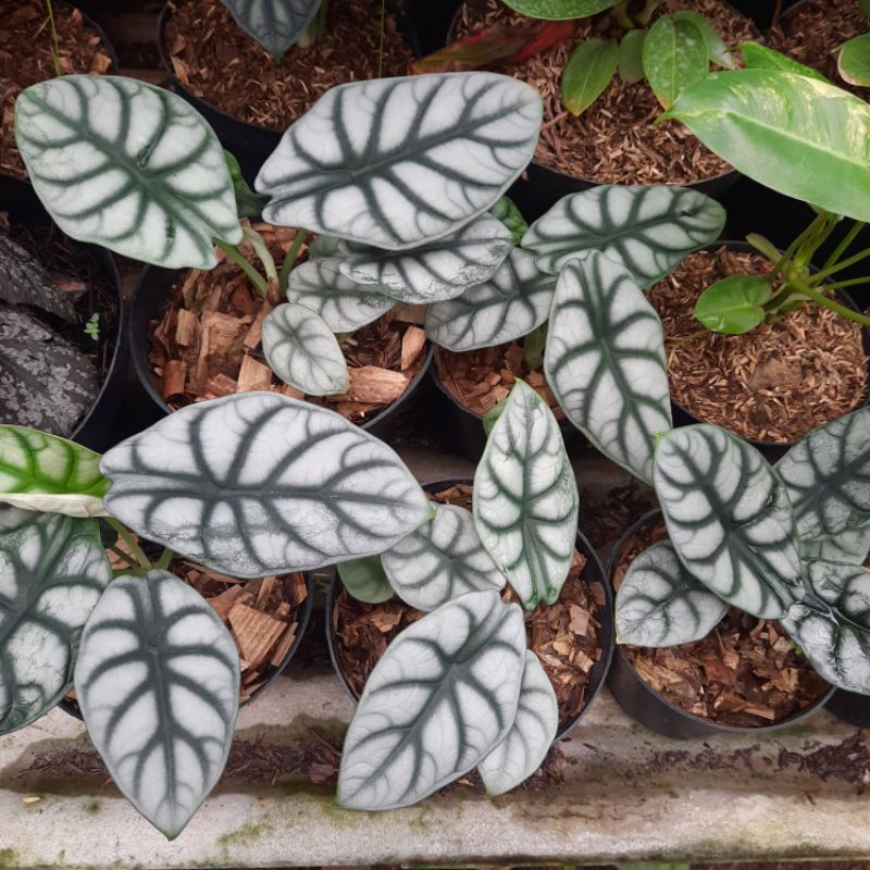 tanaman hias alocasia dragon silver tanaman alocasia silver dragon