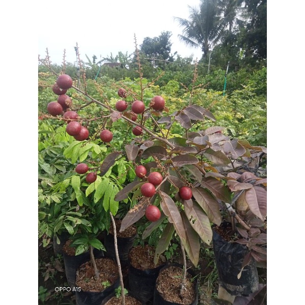 Kelengkeng merah sudah berbuah