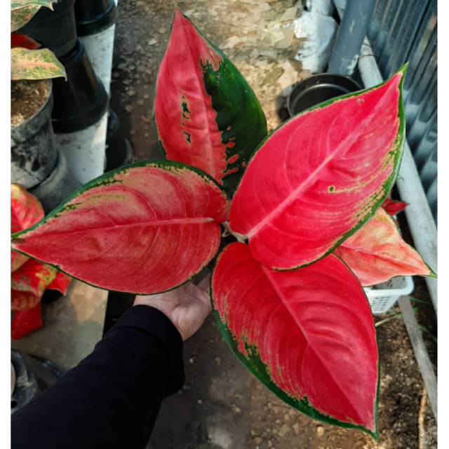 Tanaman Aglonema/Aglaonema Hias KOCHIN PINK | Shopee Indonesia