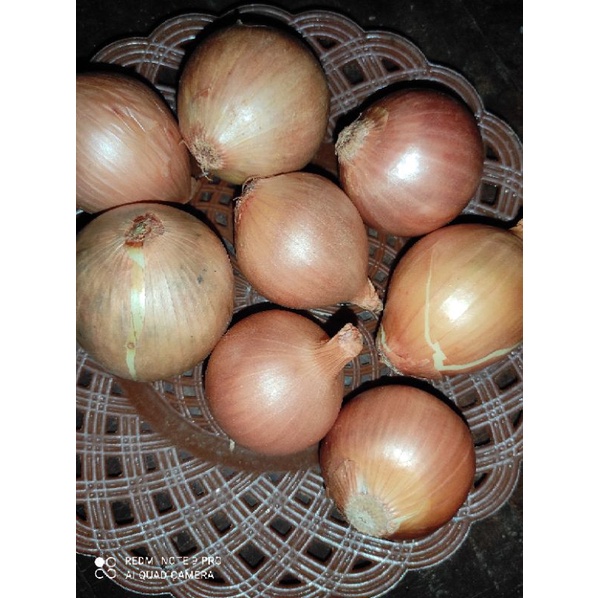 

Bawang Bombay Ecer Per butir