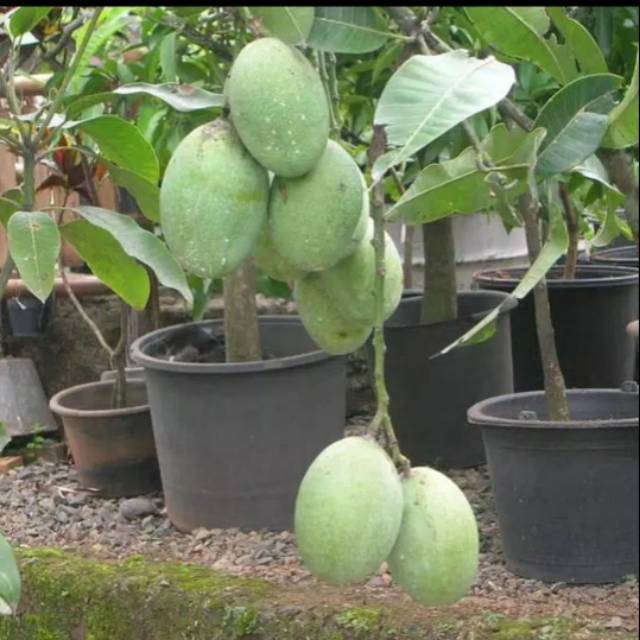 Benih buah mangga manalagi