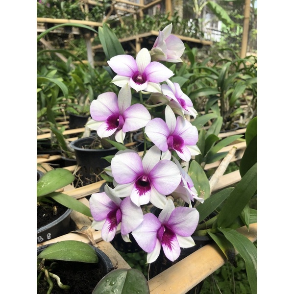 Anggrek berbunga spike Dendrobium Thailand Apicart Rainbow