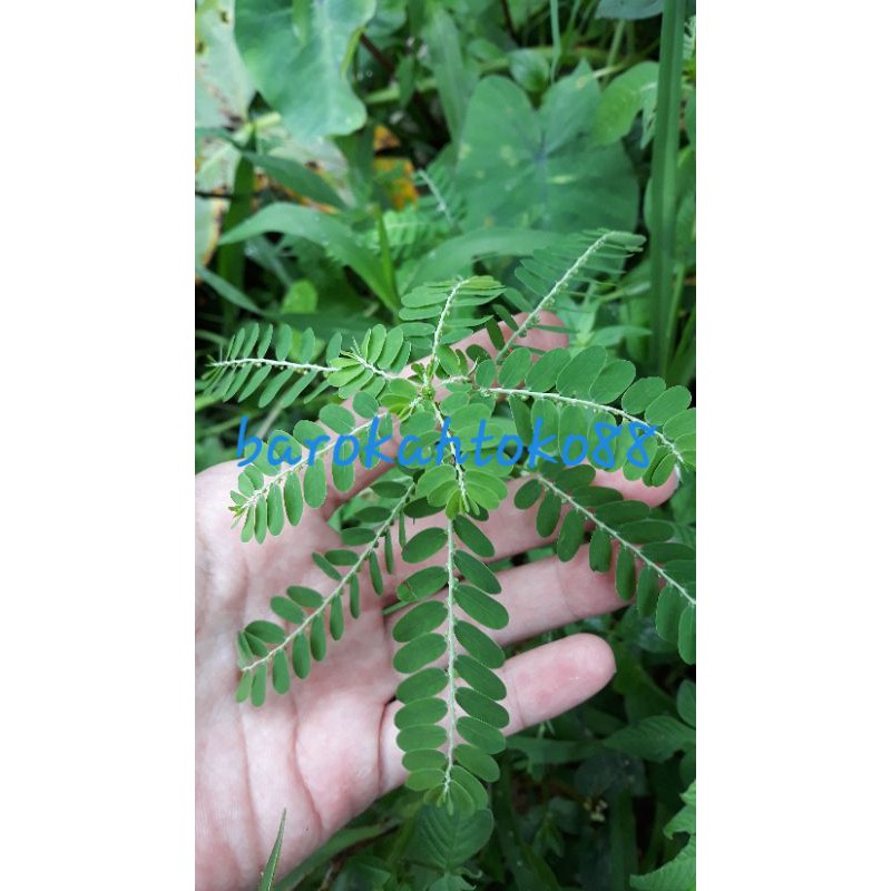 

Daun Meniran Herbal 100g masih segar