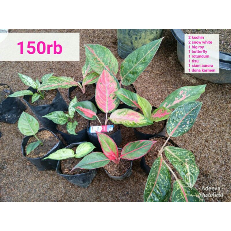 paket 10 batang aglaonema/tanaman hias
