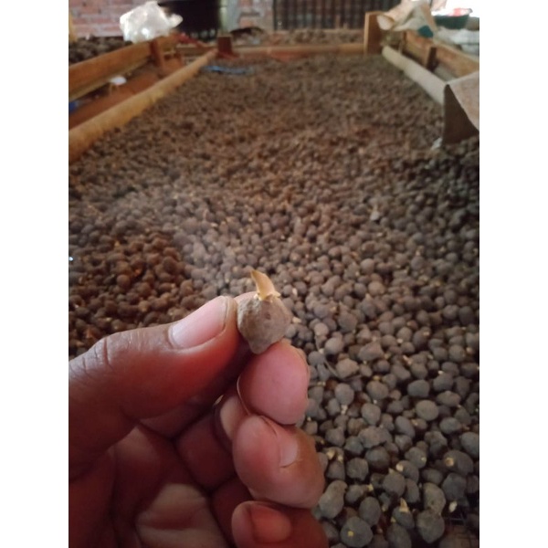 KATAK PORANG MINI  isi 1000 butir/KG. BISA COD