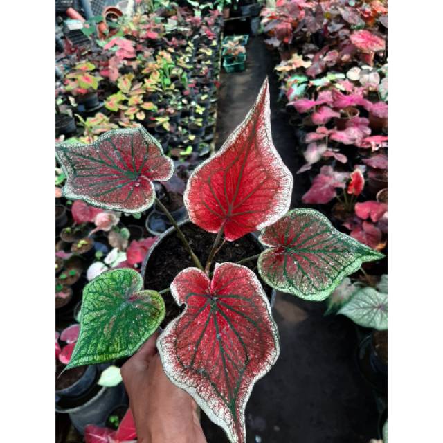 Ceria Caladium Keladi Kaladi Caladium Import Thailand Talas Lompong Tanaman Hias Bunga Hias Shopee Indonesia