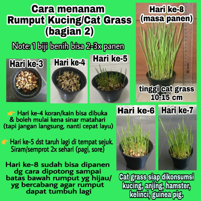 Jual Tanah Media Tanam - Pupuk - Gunting Rumput Cat Grass #2 (Paket Benih Rumput Kucing + Media Tanam Indonesia|Shopee Indonesia