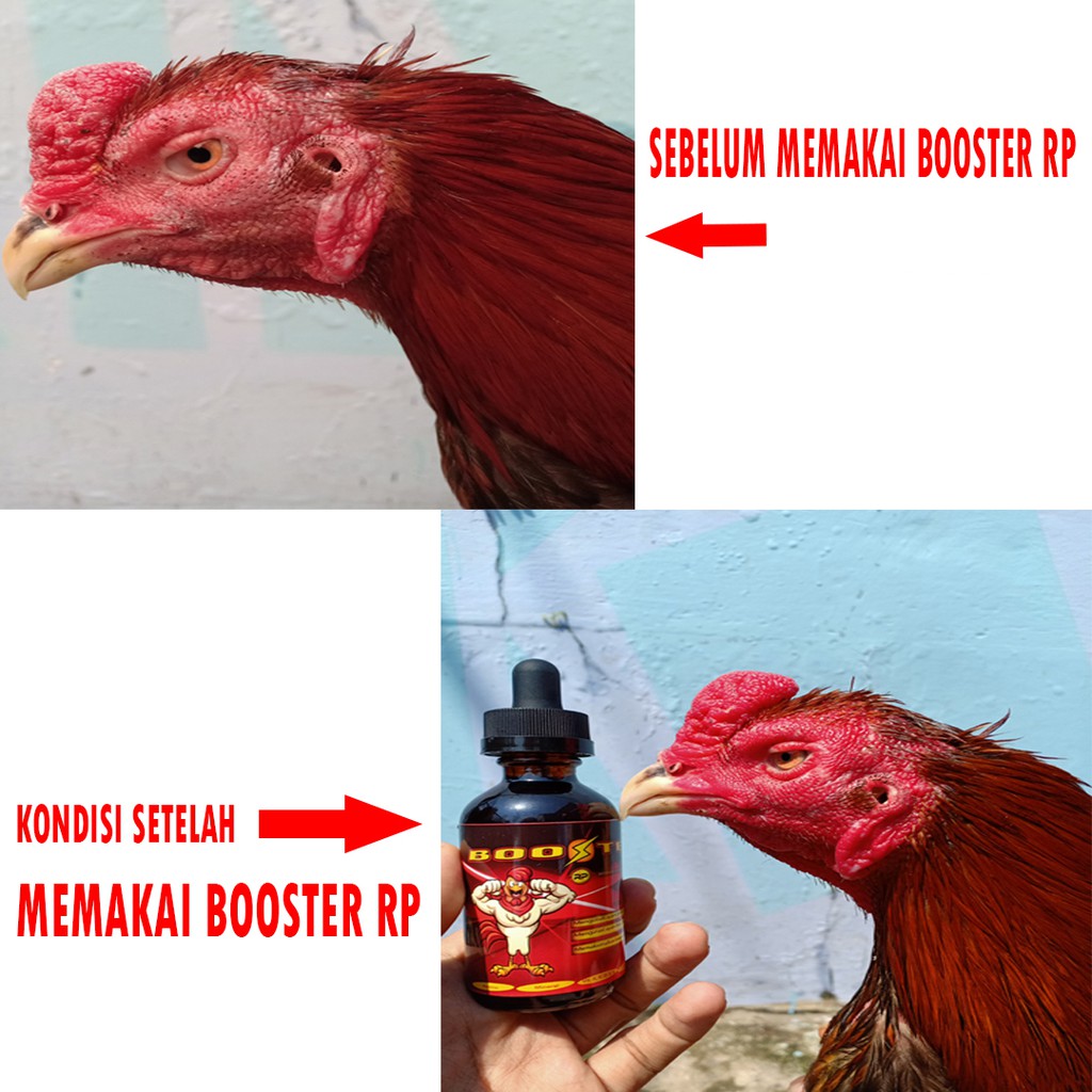 BOOSTER SUPLEMEN RP MULTIVITAMIN AYAM LAGA AYAM SEHAT AGRESIF DAN MENTAL FULL