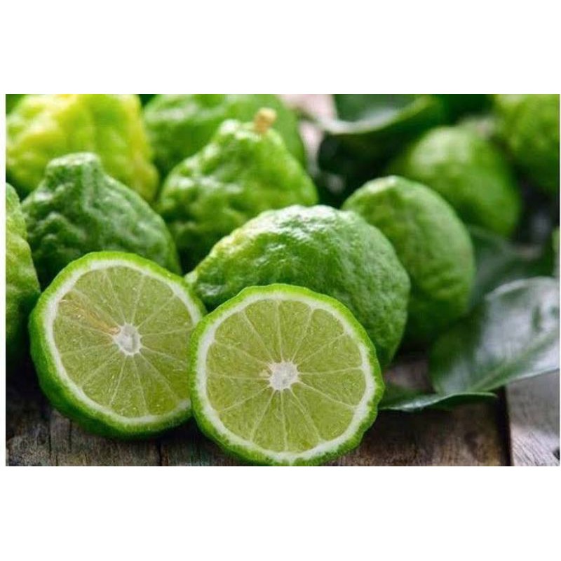 Bibit jeruk purut / daun jeruk purut unggul