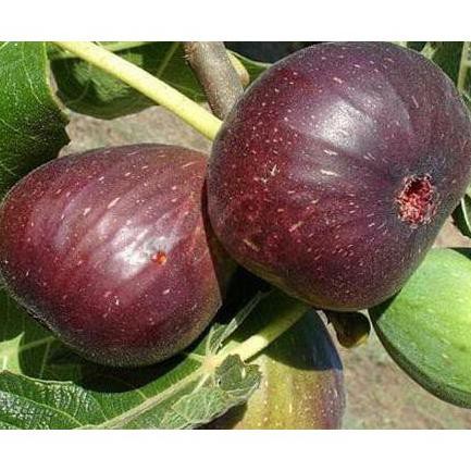 BIBIT TANAMAN BUAH ARA TIN PURPLE JORDAN SEGAR TREND