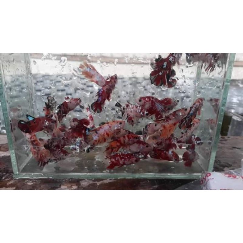 cupang koi galaxy / koi multy