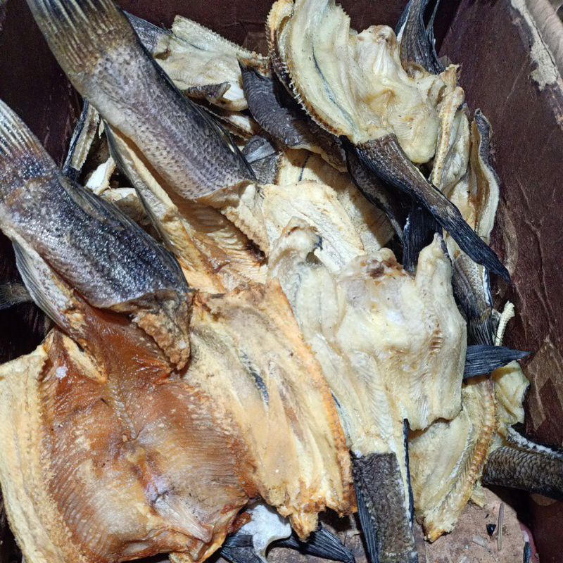 

GABUS TERNAK KALIMANTAN