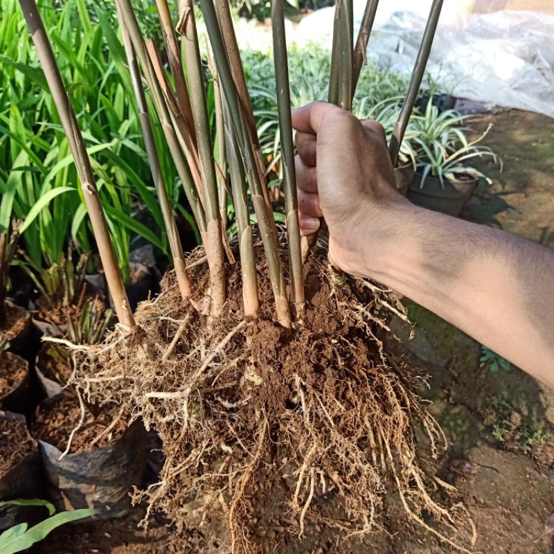 Pohon Lempuyang / Bibit Lempuyang