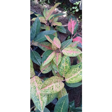 agkonema rotundum dan bigroy