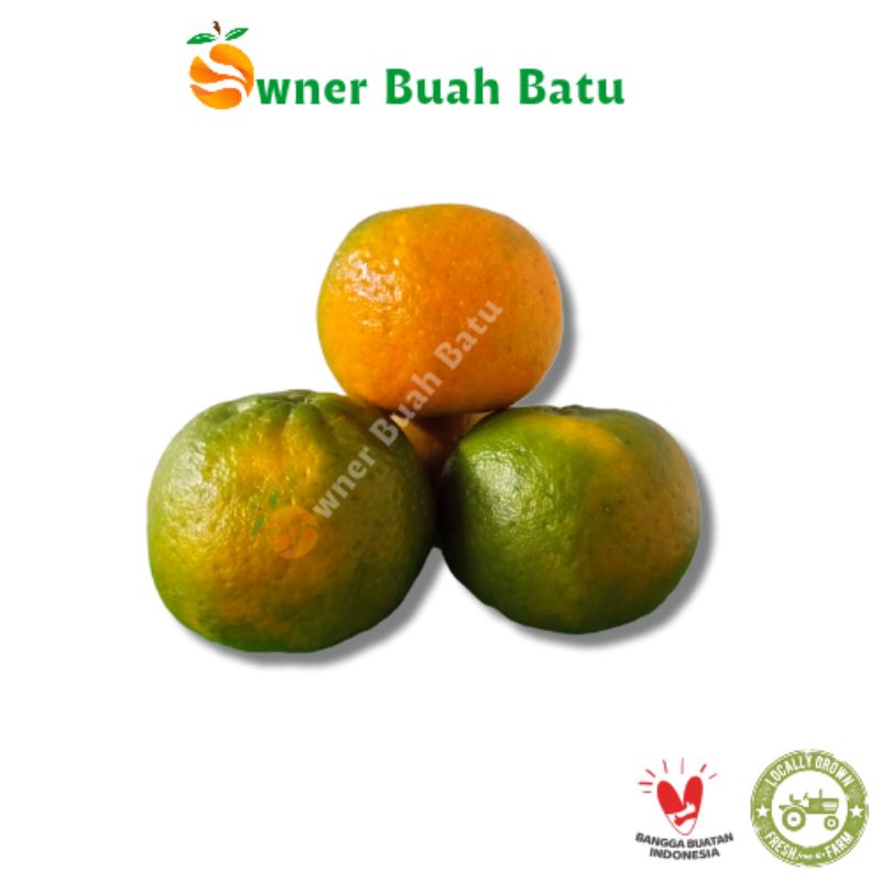 

Jeruk keprok batu 55| Jeruk batu| Jeruk malang| Jeruk santang| Jeruk siem madu| Jeruk siem lumut| Jeruk siam ponti| Jeruk manis| Jeruk baby| Jeruk nipis| Jeruk purut| Jeruk lemon| Jerus fresh| Jeruk pilihan| Jeruk asli batu