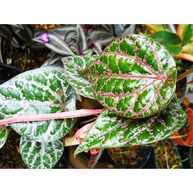

Daun Sirih Merah per lembar fress baru metik