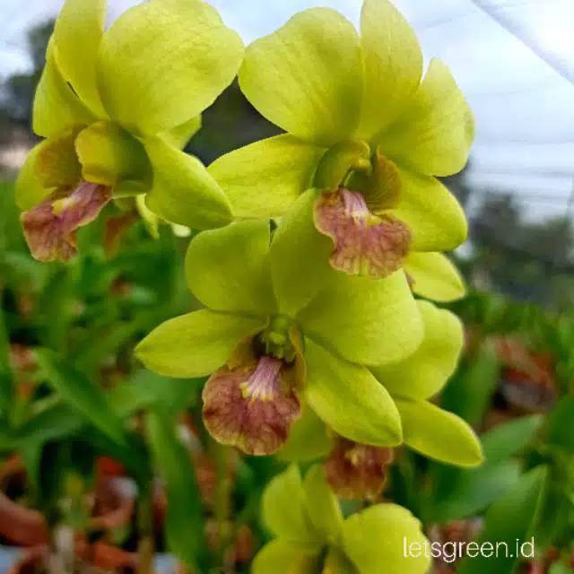 Bibit Benih Biji Bunga Anggrek Cymbidium - Benih Pohon Bunga Anggrek Cymbidium - Bunga Anggrek - COD