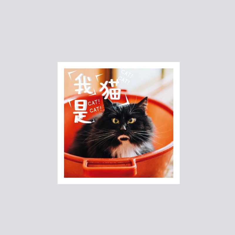 

My Cat Photography Flake Stickers Set Eym House