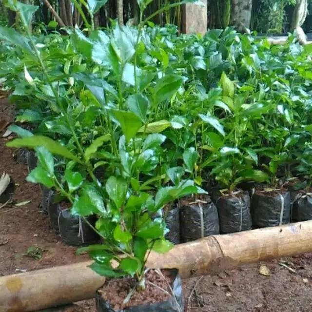 tanaman teh tehan - pohon teh tehan - teh tehan - hiasan taman - pagar tanaman - teh