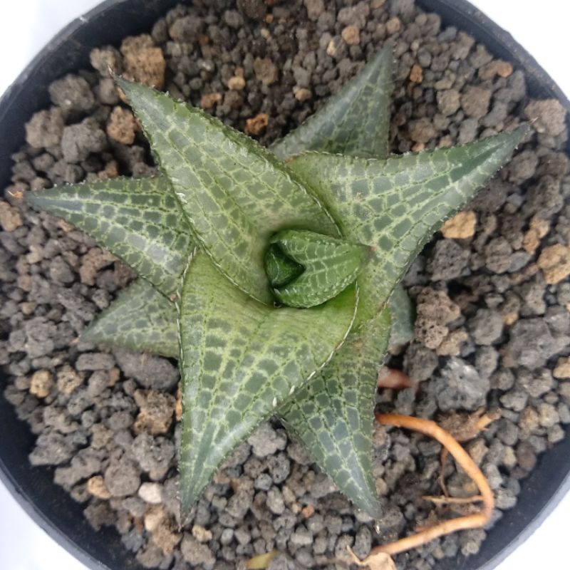 Haworthiopsis Tessellata D10cm