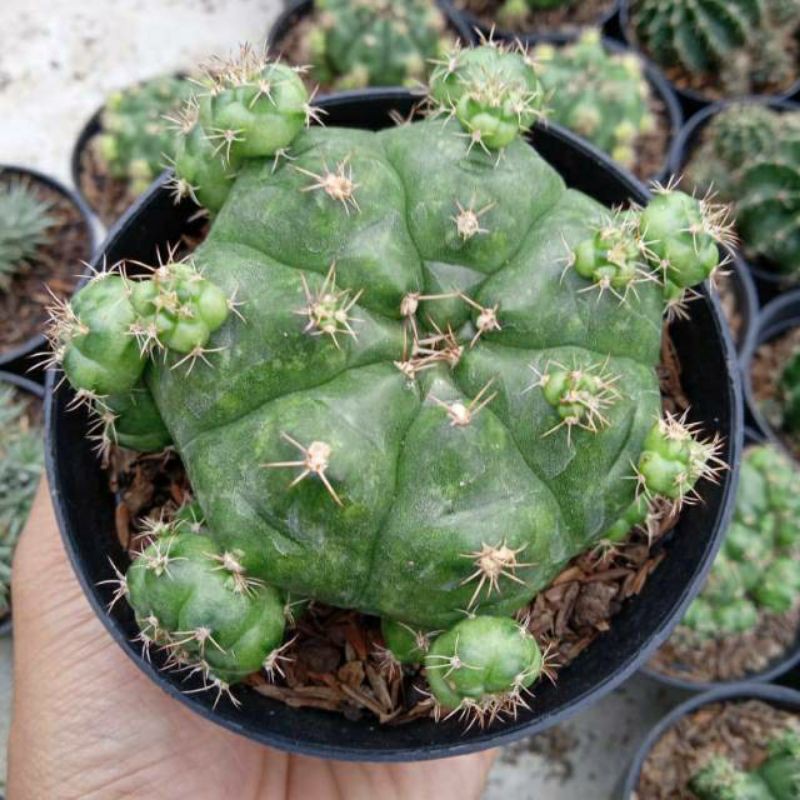 gymno damshii ownroot