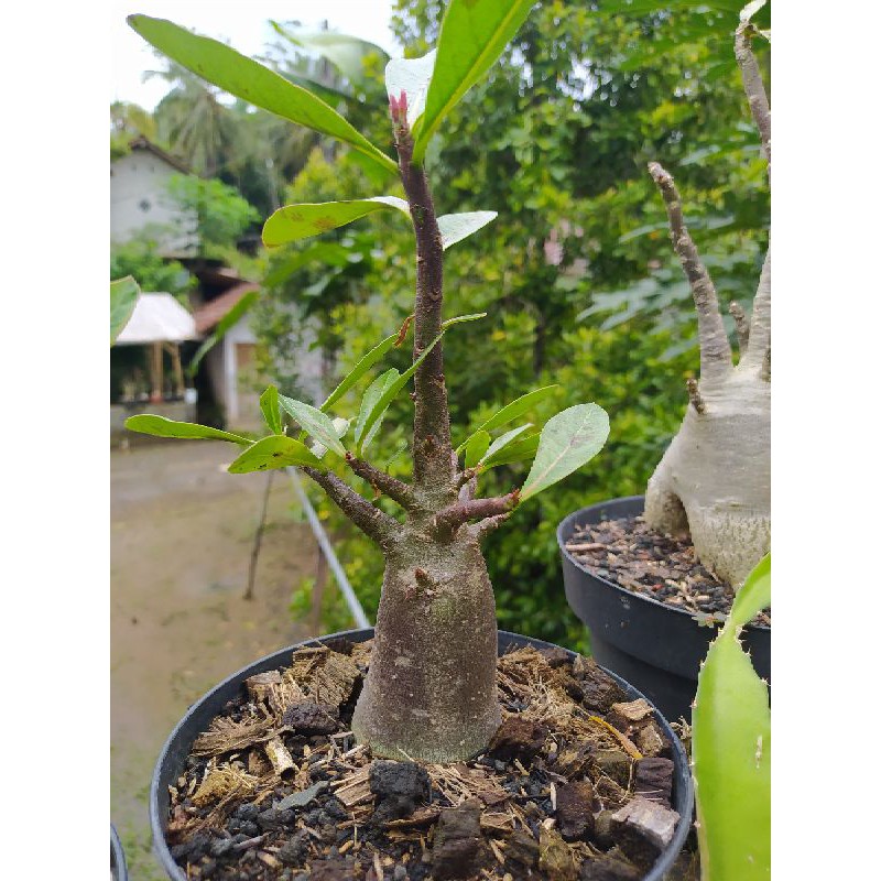 Adenium thaisoco black bankla