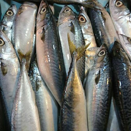 

Ikan Tamban segar