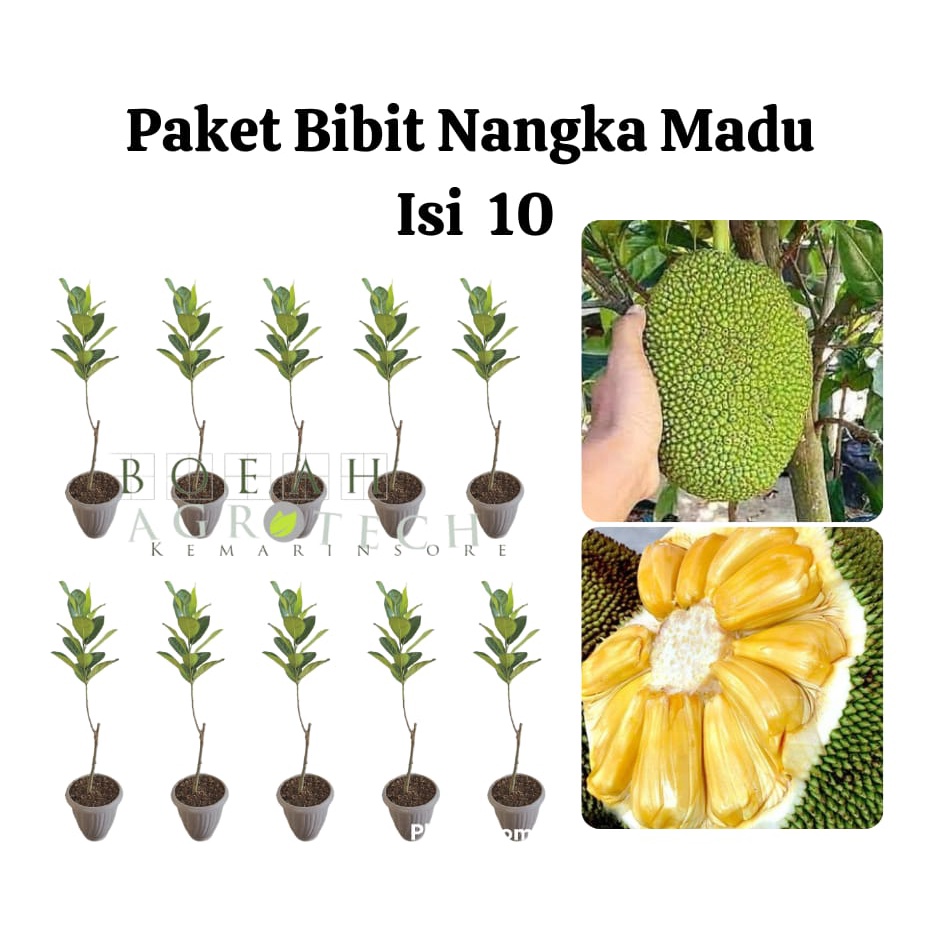 Paket Hemat Bibit Nangka Madu Okulasi Isi 10 Bonus Bibit Strawberry+Polibag