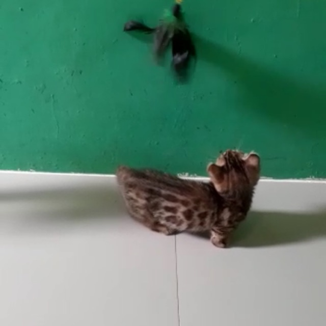 munchkin var kinkalow kitten