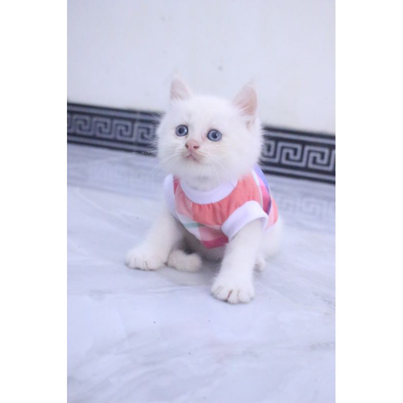 Kaos rumahan kotak-kotak pelangi untuk kucing dan anjing / baju kucing murah size S-XL