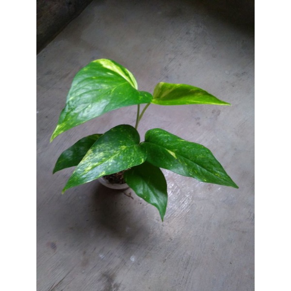 epipremnum pinnatum varigata kuning