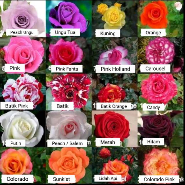 BUNGA MAWAR HOLLAND  MAWAR WANGI MURAH SEGAR MAWAR HOLLAND CANTIK