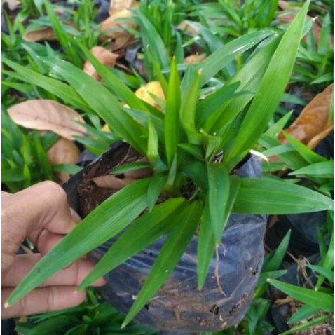 Tanaman Hias Lili Paris Hijau Spider Plant Hijau