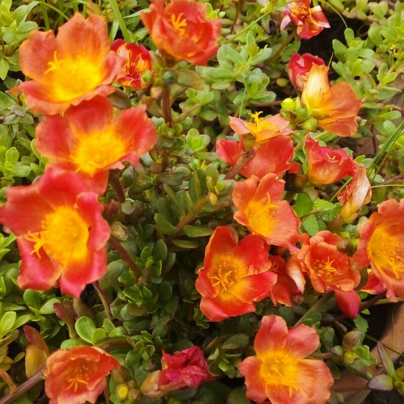 krokot selapis Duna orens