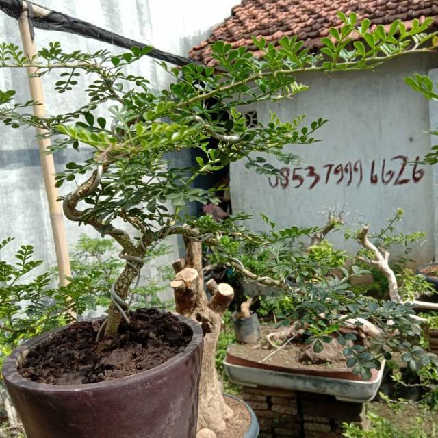 bonsai mame kawista kerikil