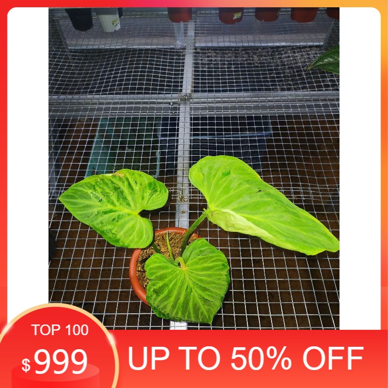 Tanaman Hias Verucosum Murah