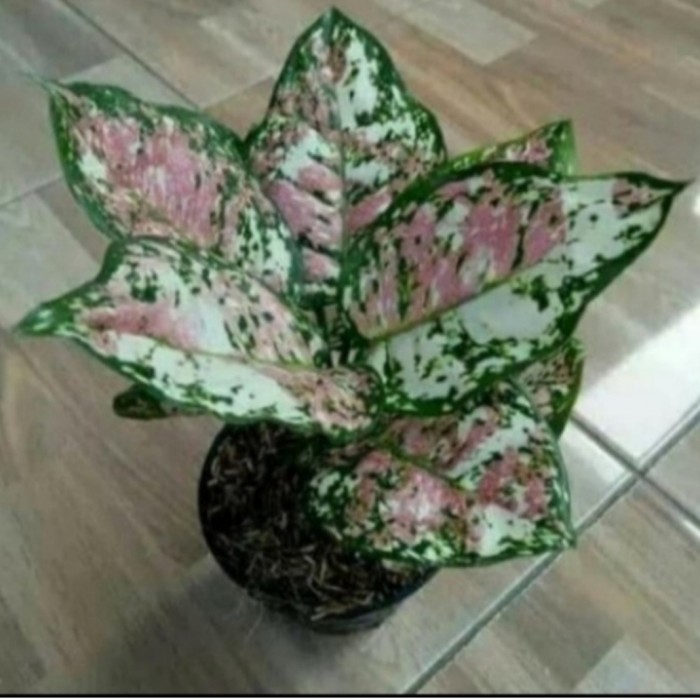 Tanaman hias Stek batang Aglonema tricolour - Stek batang aglonema tricolour