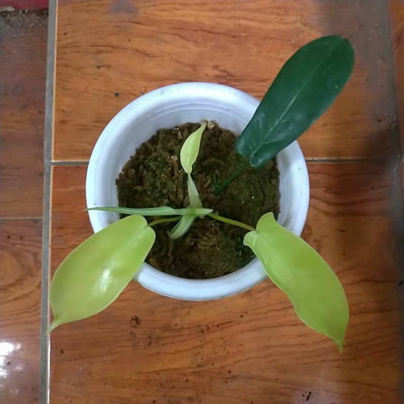 Philodendron Florida Beauty (Gold Variegated) Real Pic