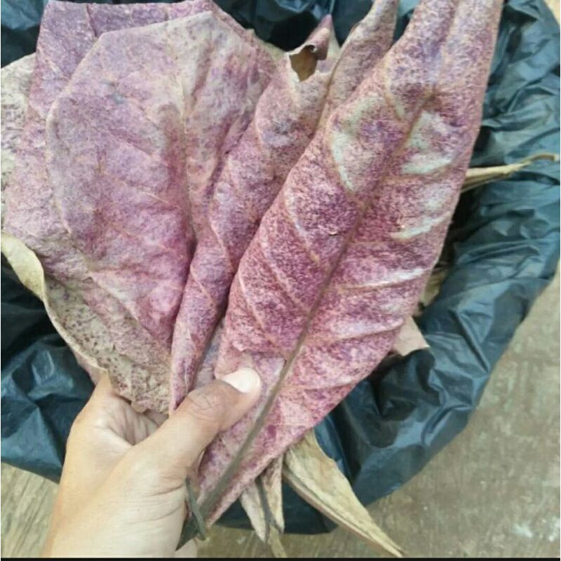 

daun Ketapang kering 1kg standar ikan cupang