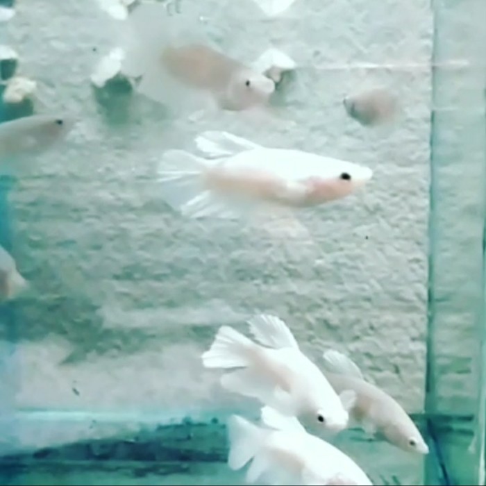 ikan cupang wf (white felatinum nya 1 pair