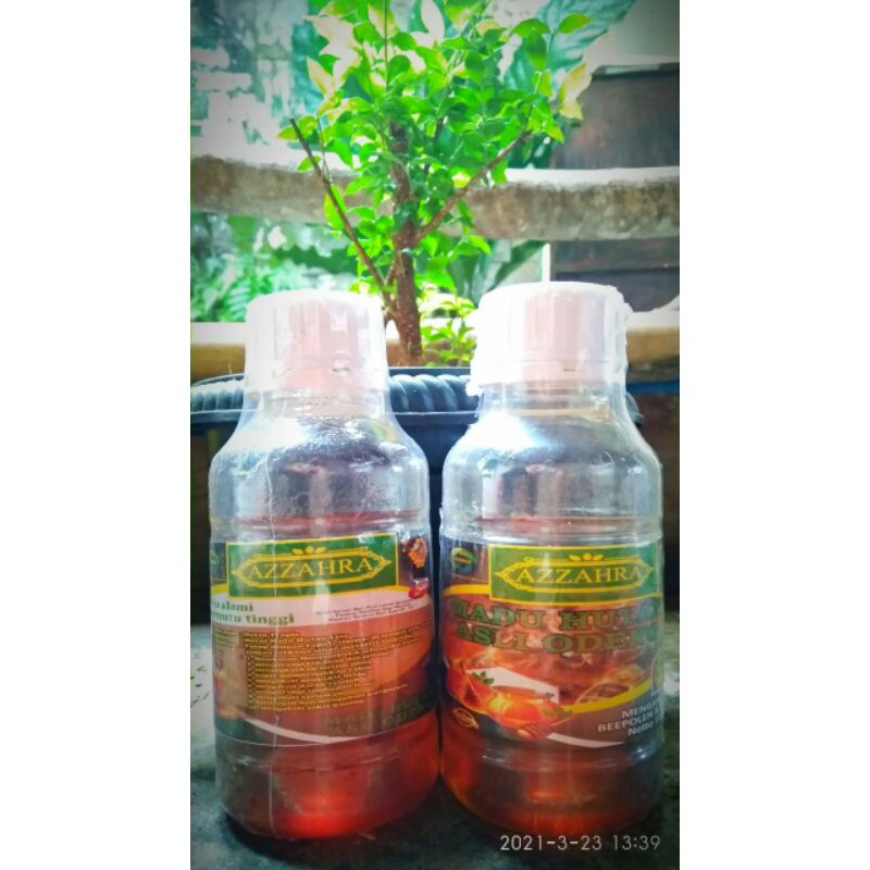 

madu hutan asli
