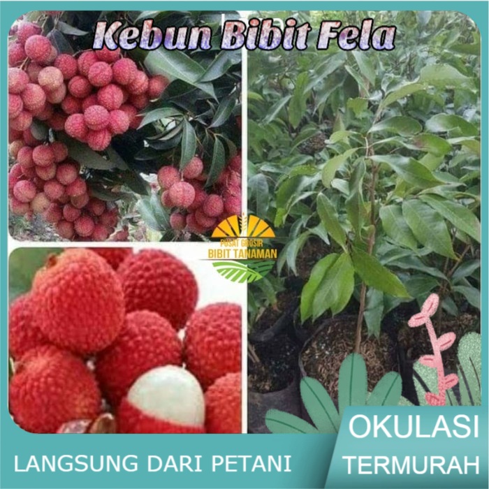 Bibit Buah leci kom