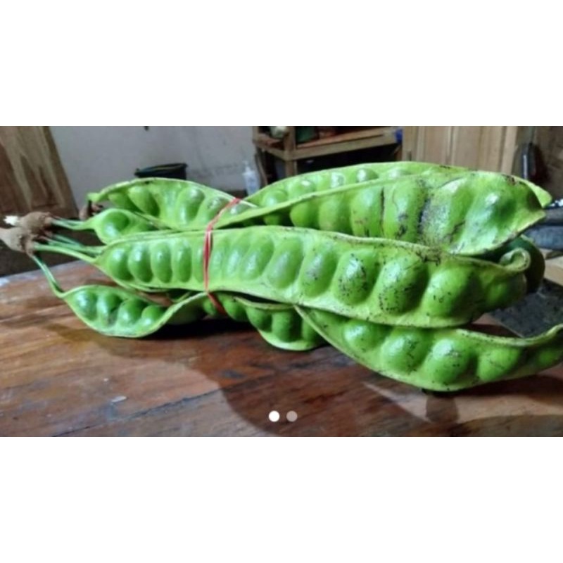 

Buah pete petai 5 papan pete petai segar super grade A pilihan dari pohon fresh