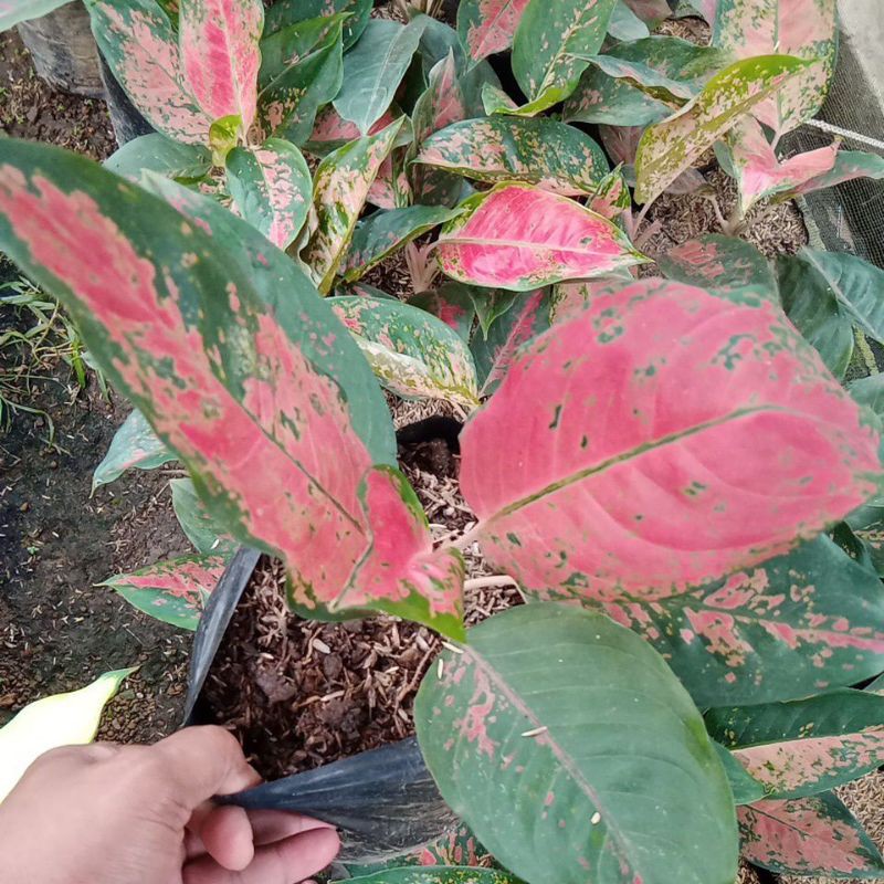 aglonema murah kochin red rose